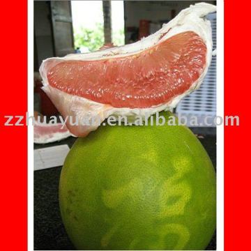 Top red honey pomelo