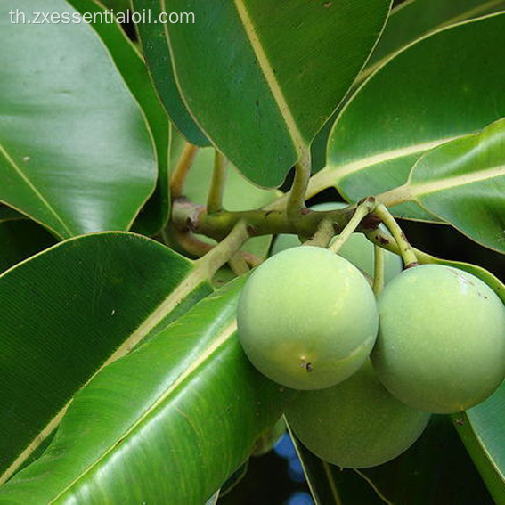 น้ำมันหอมระเหยเกรด 100% ISO ที่ได้รับใบรับรอง Tamanu Pure Pure