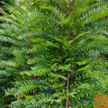 Tongkat Ali Extract 4:1