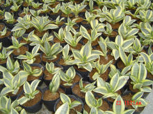 Sansevieria trifascicata hahnii