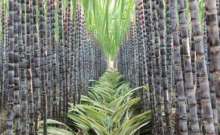 Aptitude Post-emergence Herbicide Broadleaf