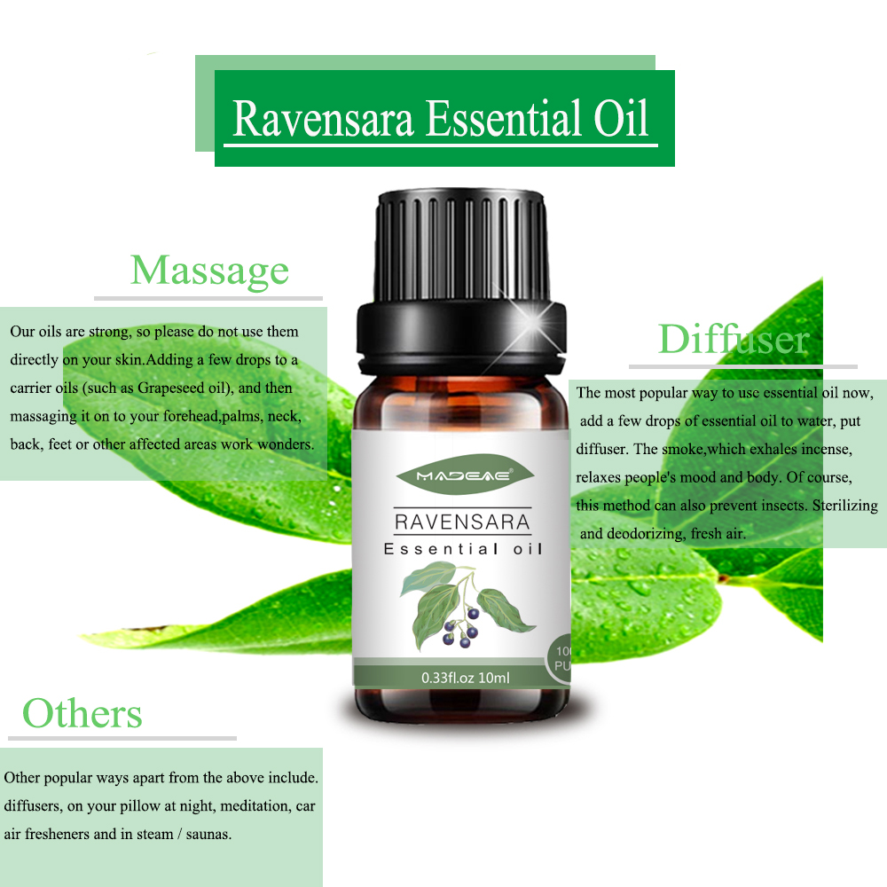 wholesale fragrance 100%pure Organic Ravensara Essential oil