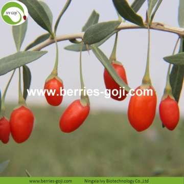 High Quality Super Food Dried Goji bayas