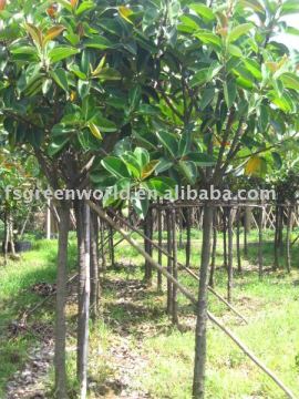 Ficus elastica green leaves