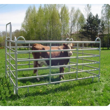 Venda Por Atacado Esgrima Cavalo Venda