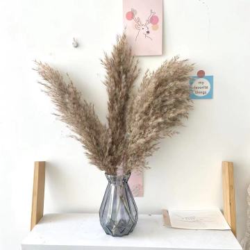 Wholesale Natural Dried Pampas Grass - Small Phragmites Dried Reed Grass