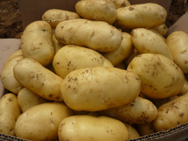 2014 New Crop Potato Vegetable