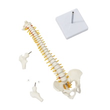 Spine Model FRT017: Pelvic Human Anatomical with Stand - Teaching Demonstration Anatomy Spine Medical Model