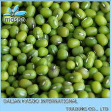 2012CROP CHINA GREEN BEANS/CHINA GREEN MUNG BEANS/GREEN BEANS EXTRACT