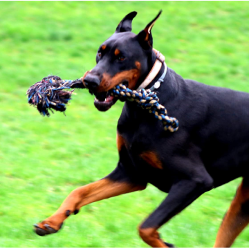 Brinquedos de corda de cão pesado