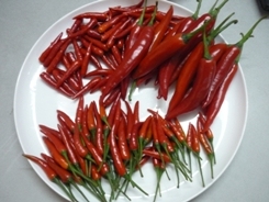 Fresh chili