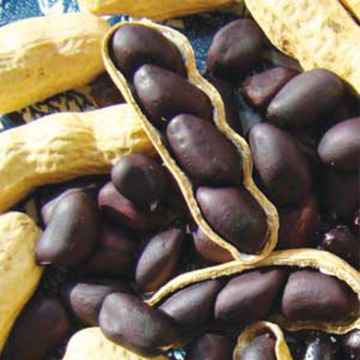 Organic Raw Black Color Skin Black Peanut Raw Peanut Nuts