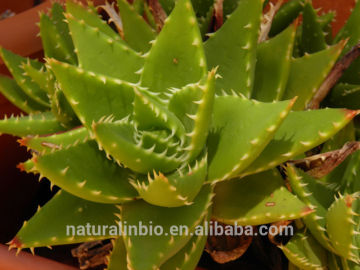 100% Natural Aloe Vera Extract Plant