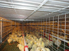 A Complete Set Pullet Rearing Cage System  