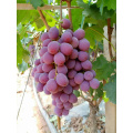 ახალი წითელი დელიკატური ყურძენი