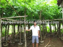 Dalbergia Sissoo potted plants