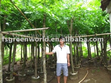 Dalbergia Sissoo potted plants