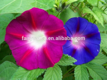 High quality for morning glory seeds Pharbitis Seed For Planting