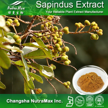100% Natural Sapindus Mukorossi Extract (40%, 70% Saponins)