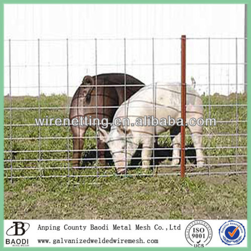 welded hog wire fence hot sale (Baodi Manufacture)