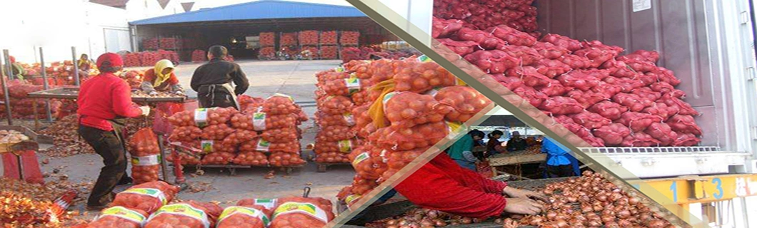 Best Quality Round Red Onion Yellow Cebolla Onion