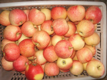 2014 Gala Apples