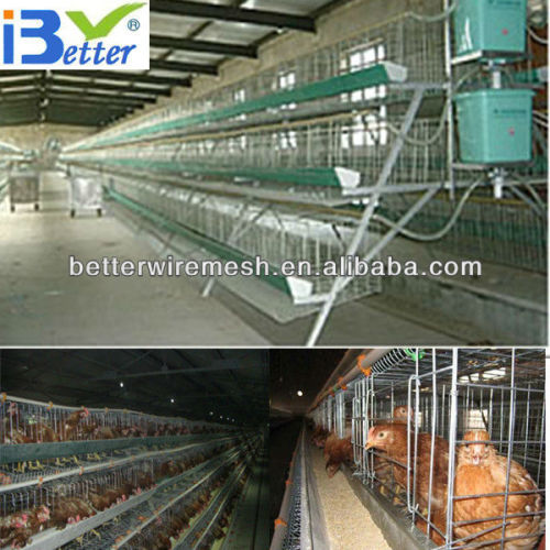 Hot-Sale BT factory A-128 chicken cage poultry farm(Welcome to Visit my factory)