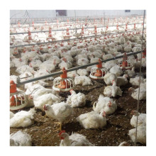 Automatic Chicken Feeding and Drinking System for Broiler Poultry Farms