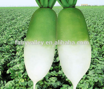Hybrid F1 radish seeds For Growing-Happy Beauty