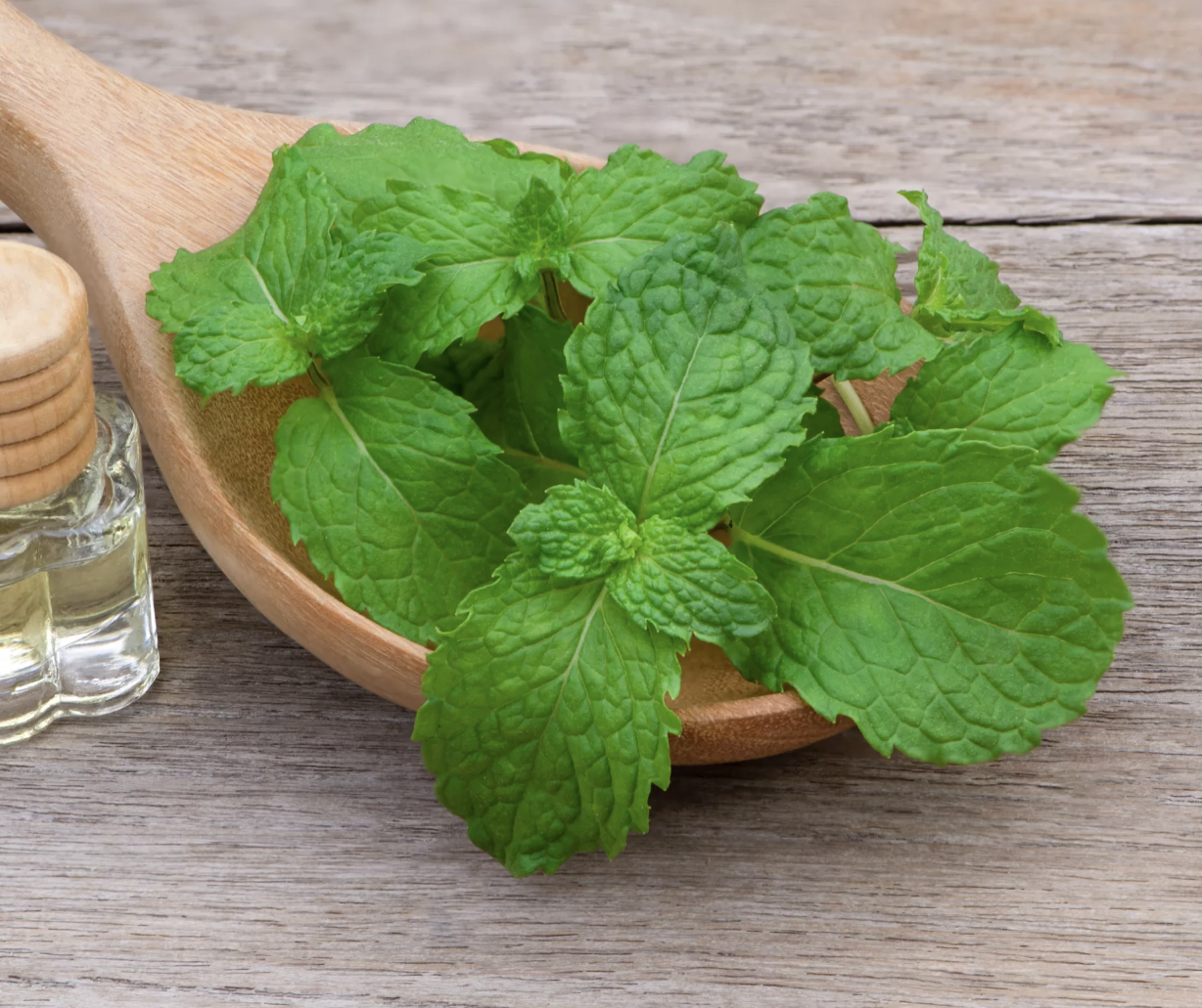 Натуральный порошок экстракта перечной мяты Natural Peppermint Extract Powder
