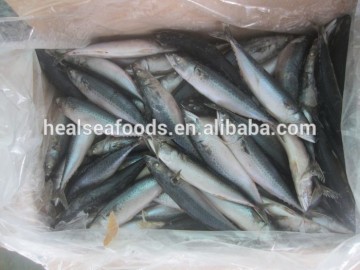 Frozen Blue Mackerel Fish/Chub Mackerel