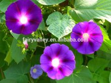 Beautiful Purple morning glory bulk seeds for gardening Growing