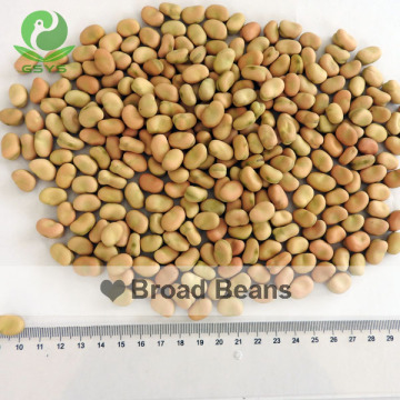 English bean fool bean foul bean