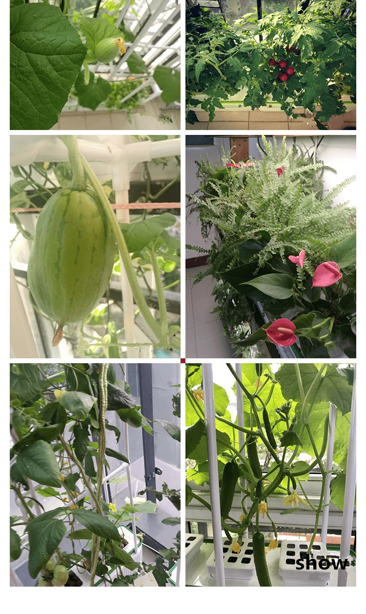 hydroponics 5