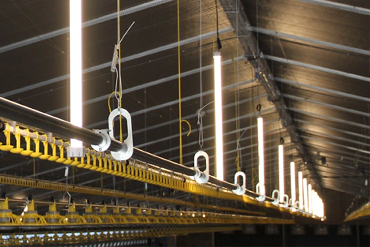 Flicker Free IP66 LED T13 Lighting System for Poultry Farming