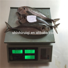 Whole hard tail scad frozen fish whole round 4/5