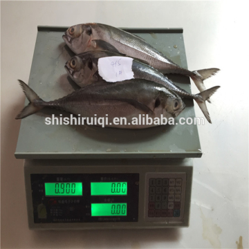 Whole hard tail scad frozen fish whole round 4/5