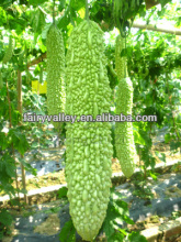 High Quality Bitter Gourd Seeds Bitter Melon Seeds For Growing