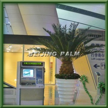 Artificial Canary tree, palm tree, artificial tree