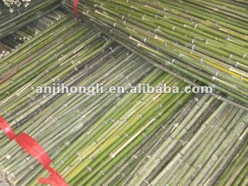 Plant Support Raw Bamboo Cane Sticks