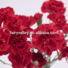 2014 Beautiful Red Carnation Seeds Flower Seeds for Cultivation