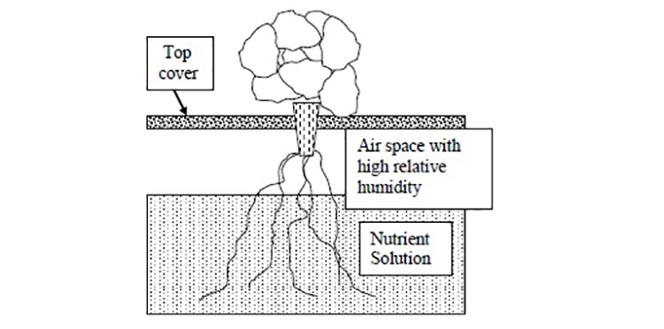 Hydroponic Grow System