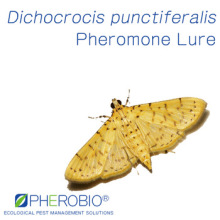 Pheromone Lure for Dichocrocis punctiferalis (Yellow Peach Moth), Pheromone Attractant