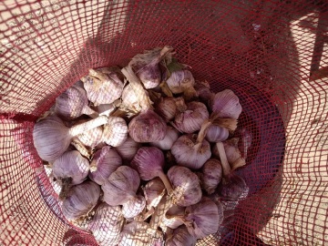 Fresh Garlic are staring on June.