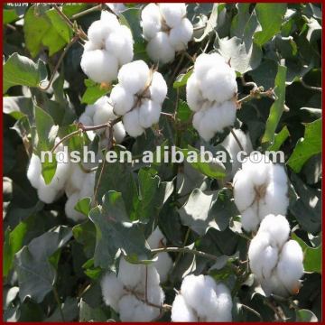 Azone,Laurocapram(60%-98%), agrochemical synergist,