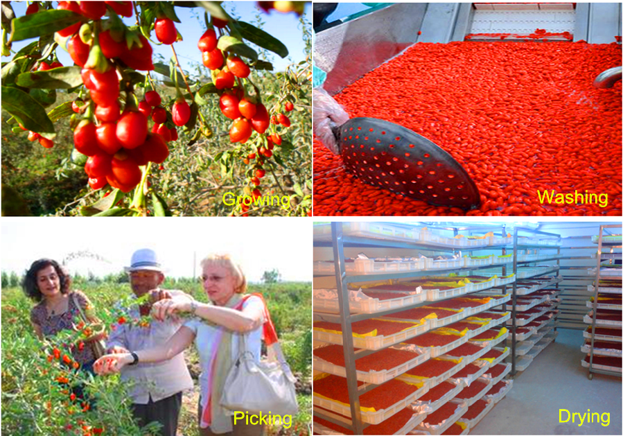 Goji berry growing, picking, washing, drying process