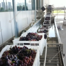 Turnkey Solution for Grape Juice/Wine Making Machine: Crushing and Destemming Production Line