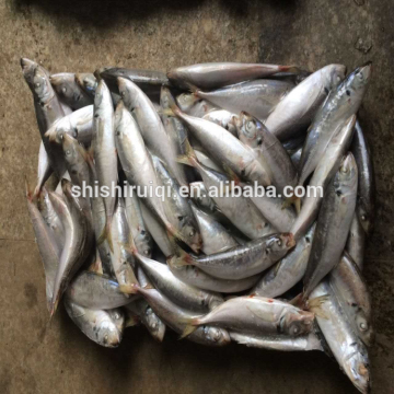 Top quality lighting caught 14/16 japanese scad frozen scad fish for sale