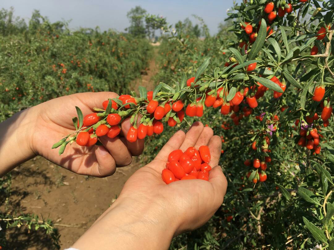 Efeu Goji Ivy Goji