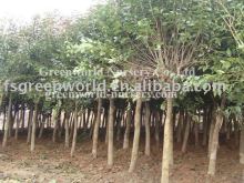 ligustrum lucidum nursery plants